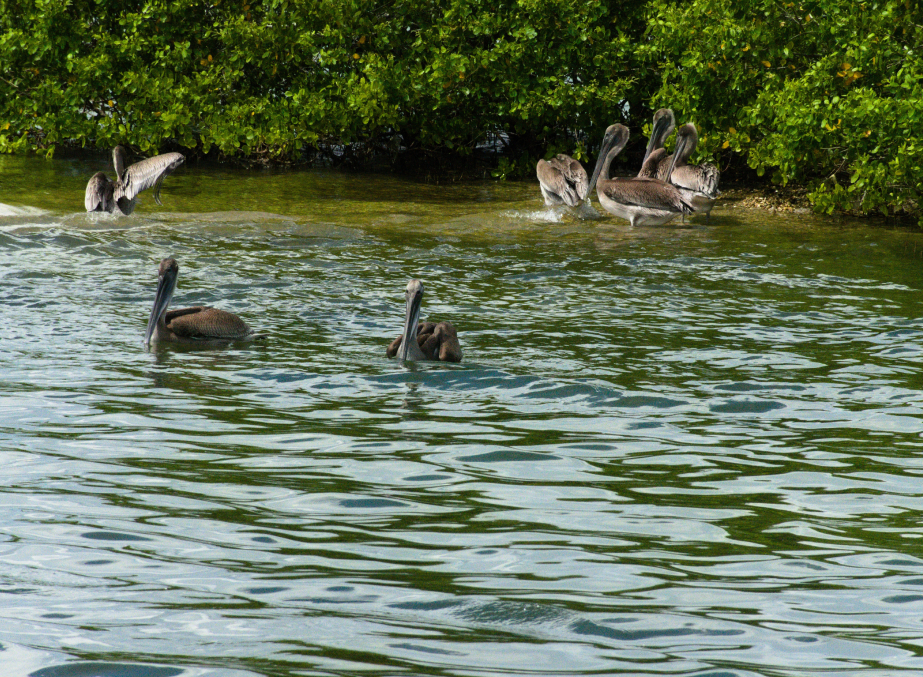 Mehao Wildlife Sanctuary