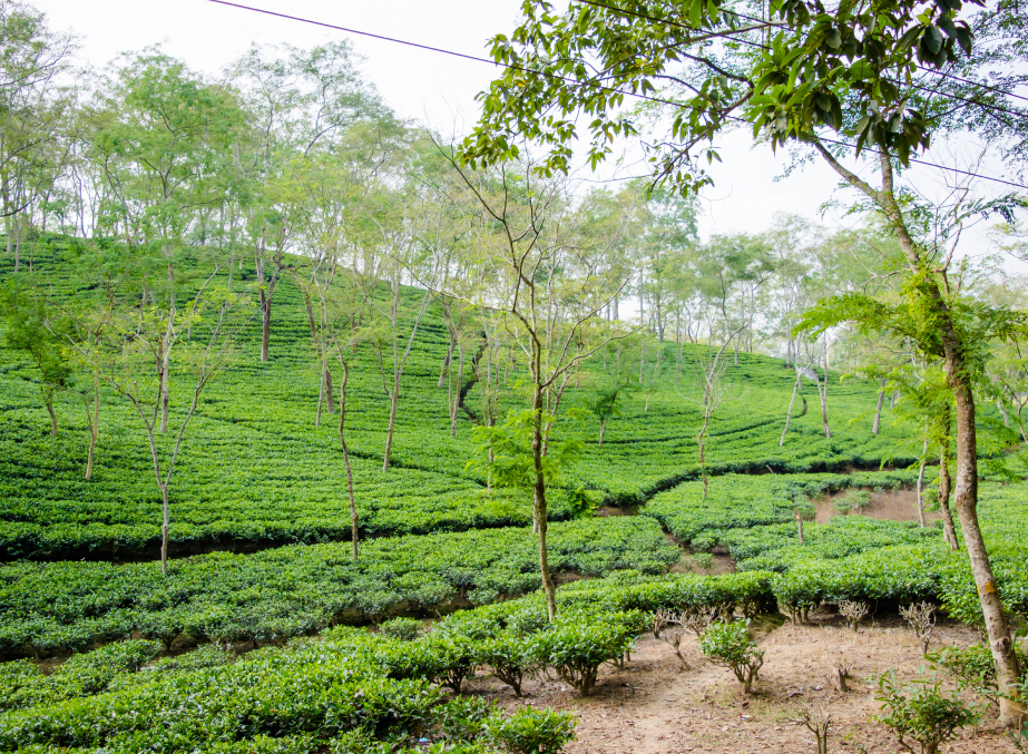 Jorhat – The Land of Tea