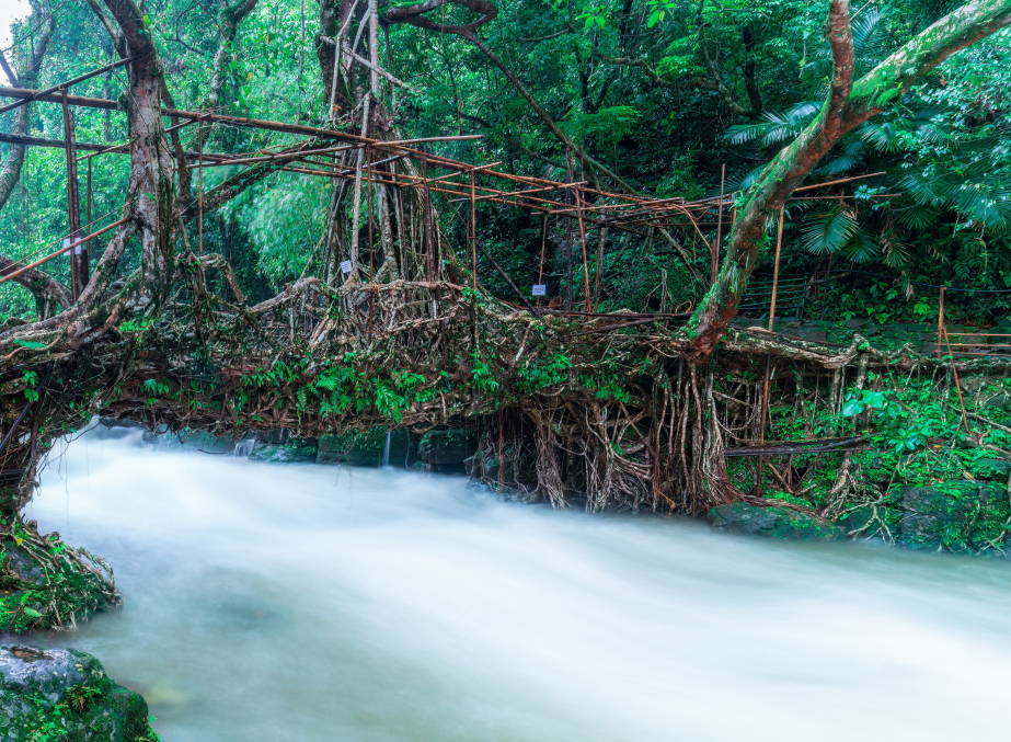 Living Root Bridge