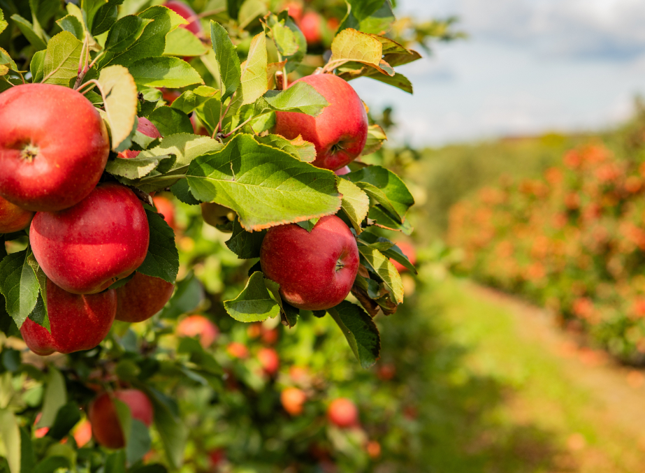 Apple Orchards