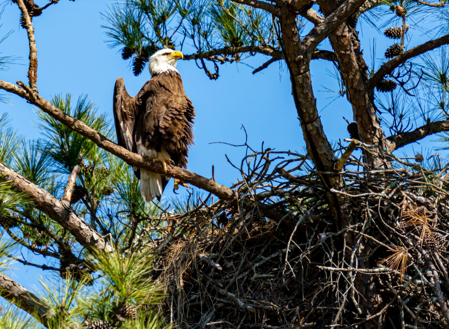 Eagles Nest Wildlife Sanctuary