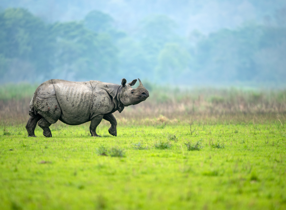 Kaziranga National Park – Abode of One-Horned Rhinos