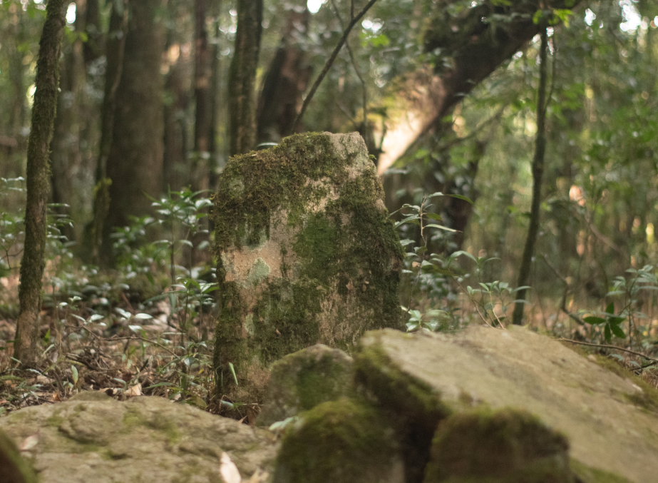 Mawphlang Sacred Forest