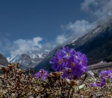 kanchenjunga national park trek