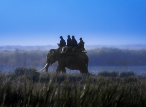 Horse Riding 