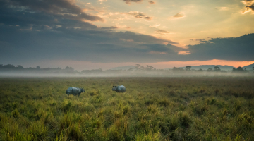 Wild Wonders of Kaziranga and Guwahati Tour Package