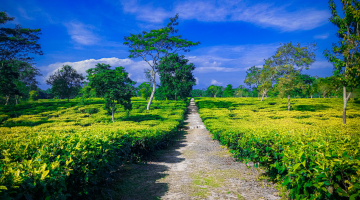 Assam Holiday Package with Meghalaya